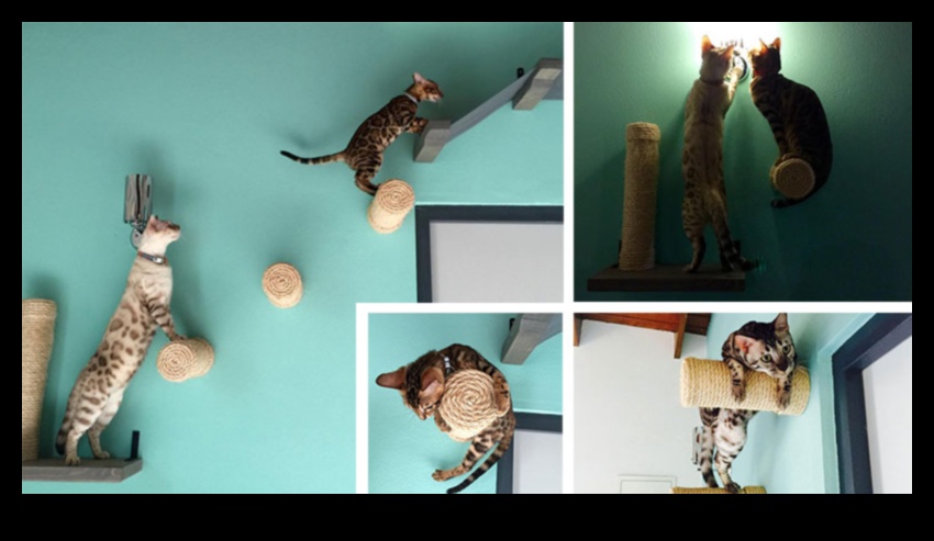 Cat Condos: Δημιουργία κάθετων χώρων για εξερεύνηση αιλουροειδών