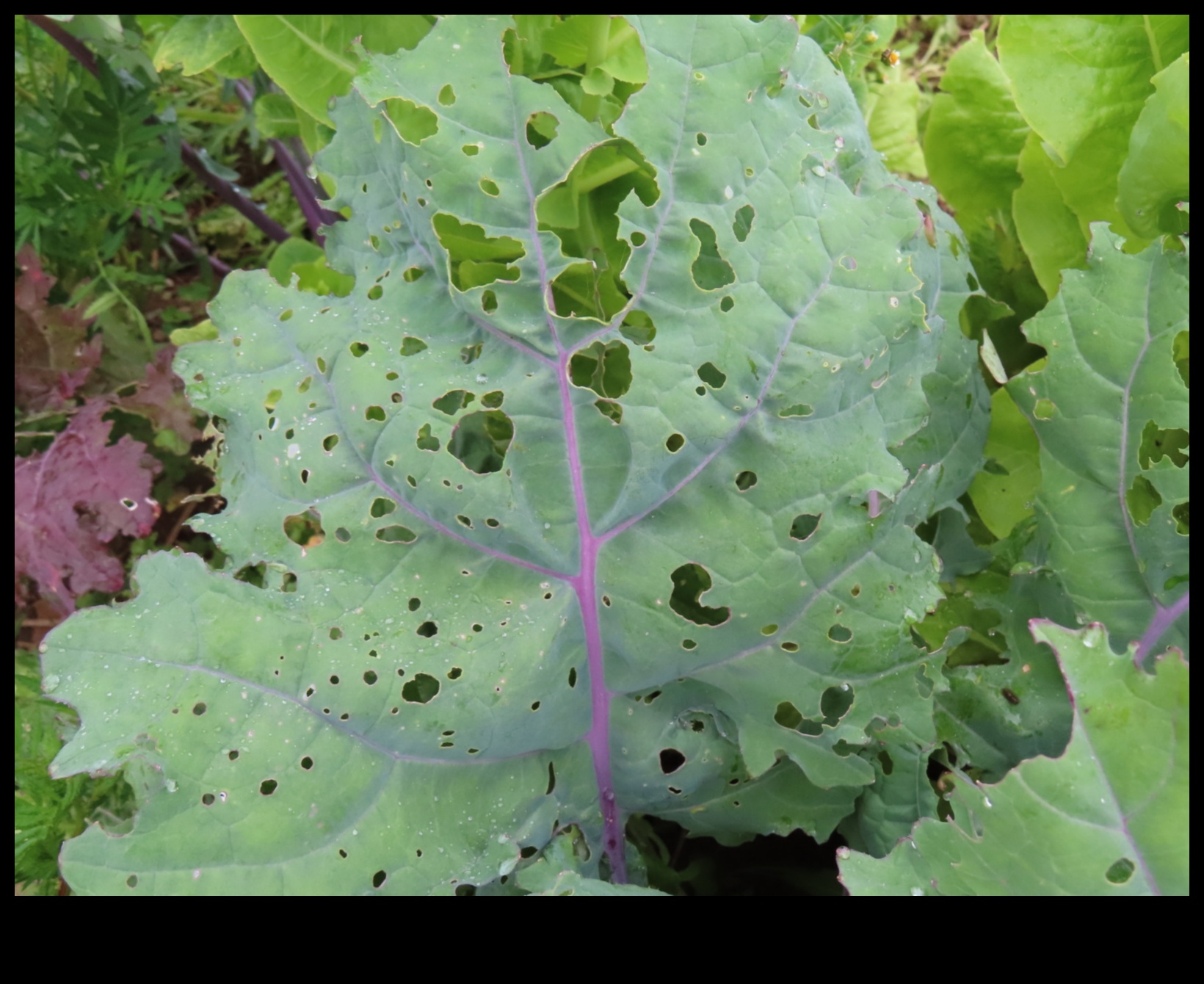 Παράδεισος από παράσιτα: Προστατεύοντας τα Πράσινά σας με Εξειδίκευση