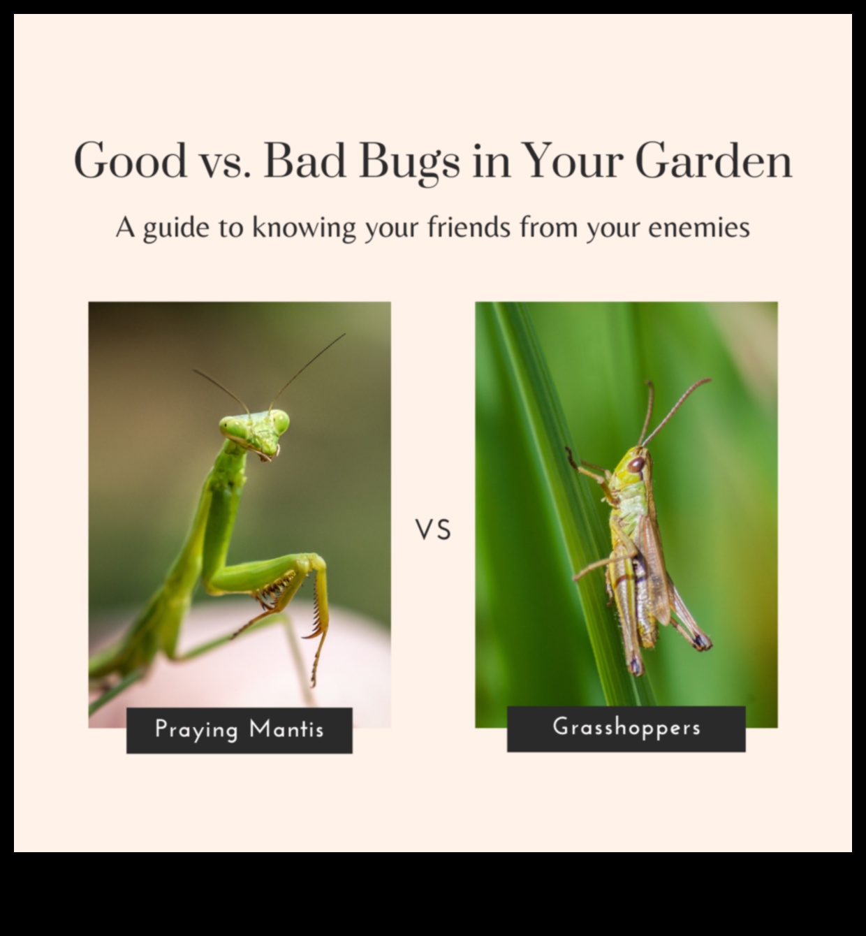 Παράδεισος από παράσιτα: Προστατεύοντας τα Πράσινά σας με Εξειδίκευση