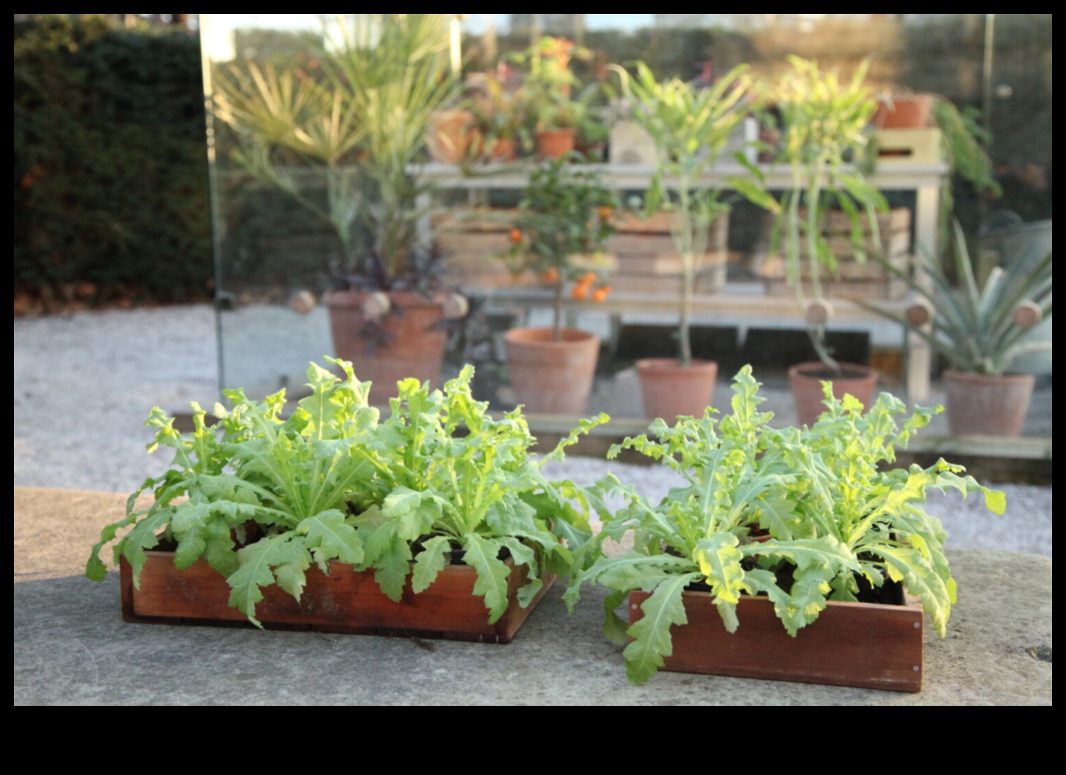 Sw, Grow, Know: Interactive Garden Learning Sessions