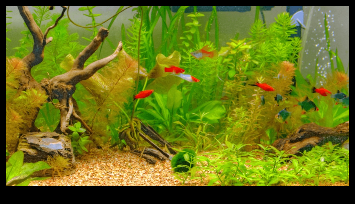 Aqua Adornments Συνέχεια: Ενισχύοντας την αισθητική της δεξαμενής ψαριών σας