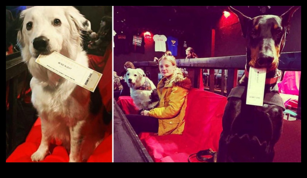 Canine Cinema: Movie Nights for You and Your Dog