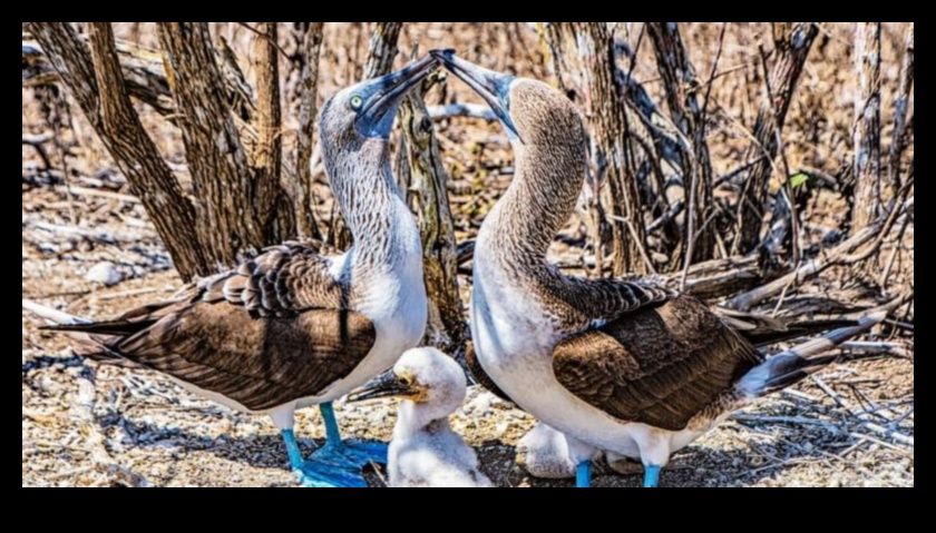 Συνεχίζονται οι φτερωτές οικογένειες: Γονική φροντίδα στον κόσμο των πτηνών