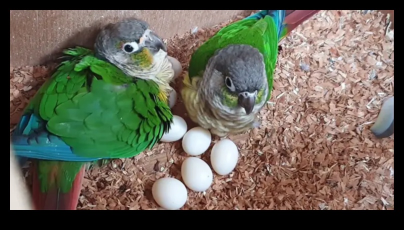 Φτερωτοί φίλοι: Κατανόηση της συμπεριφοράς των πτηνών