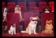 Canine Cinema: Movie Nights for You and Your Dog