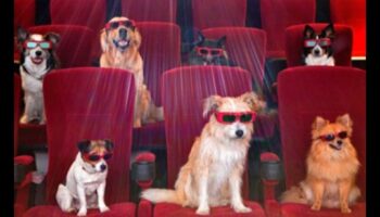Canine Cinema: Movie Nights for You and Your Dog