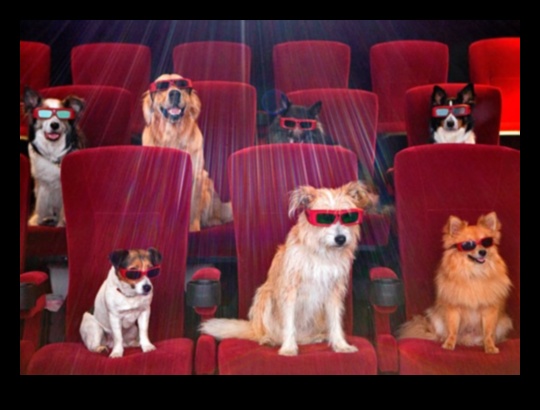 Canine Cinema: Movie Nights for You and Your Dog