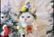 Whisker Wonderland: Creating a Cat-Friendly Christmas