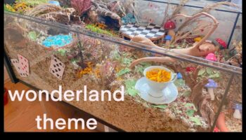 Δημιουργία μιας Χώρας Θαυμάτων Χάμστερ: Θεματικά Περιβάλλοντα για Αρραβώνα