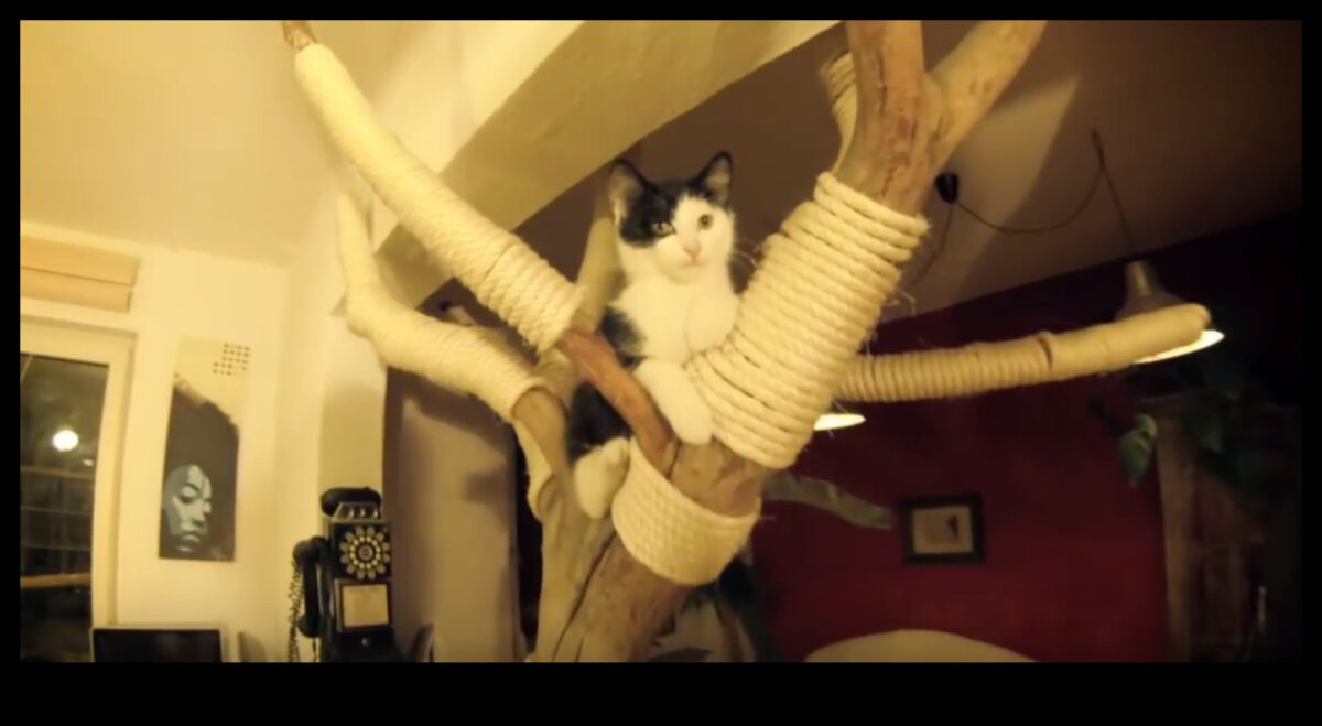 Cat Condos: Δημιουργία κάθετων χώρων για εξερεύνηση αιλουροειδών