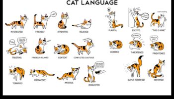 The Language of Litter Continued: Αποκωδικοποίηση συμπεριφορών μπάνιου γάτας