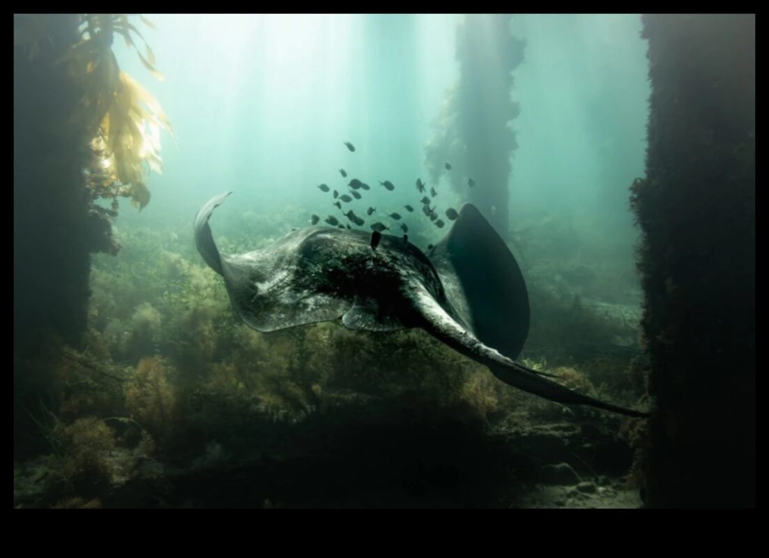 Κάτω από την επιφάνεια: Η ομορφιά της υποβρύχιας φωτογραφίας