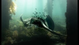 Κάτω μέσω την δάπεδο Το θαύμα της υποβρύχιας φωτογραφίας 1 Κάτω από την επιφάνεια: Η ομορφιά της υποβρύχιας φωτογραφίας