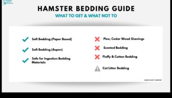 Οδηγός κρεβατιού χάμστερ Συνέχεια: Ασφαλείς επιλογές και εναλλακτικές λύσεις