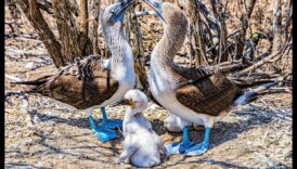 Συνεχίζονται οι φτερωτές οικογένειες: Γονική φροντίδα στον κόσμο των πτηνών