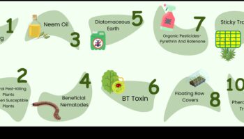 Παράδεισος από παράσιτα: Προστατεύοντας τα Πράσινά σας με Εξειδίκευση