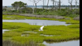 Πουλιά και Οικοτουρισμός Εξισορρόπηση της Διατήρησης με τον Υπεύθυνο Τουρισμό 5 Πουλιά και Οικοτουρισμός: Εξισορρόπηση της Διατήρησης με τον Υπεύθυνο Τουρισμό