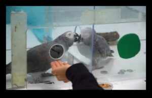 Φτερωτοί φίλοι: Κατανόηση της συμπεριφοράς των πτηνών