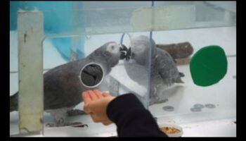 Φτερωτοί φίλοι: Κατανόηση της συμπεριφοράς των πτηνών